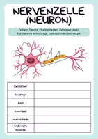 Vorschau - Arbeitsblätter - Nervensystem - Einführung - Nervenzelle, Synapse, Gehirn - Seite 2