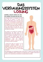 Vorschau - Mal- und Bastelvorlagen - Verdauungssystem im Detail - Mensch - Anatomie - Seite 3