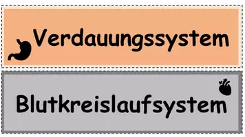 Vorschau - Präsentationen/Tafelbilder - Organsysteme des Körpers (Wortkarten) - Seite 3