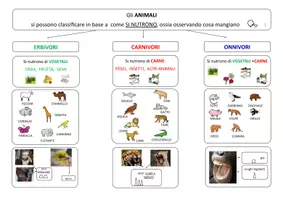 anteprima - Materiale di supporto/inclusione - SCIENZE - Gli animali (nozioni base) - Pagina di copertina