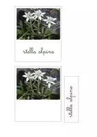 anteprima - Flashcard - Nomenclatura Montessori - Fiori di Montagna - Pagina di copertina