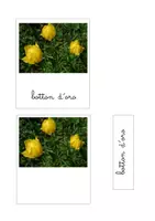 anteprima - Flashcard - Nomenclatura Montessori - Fiori di Montagna - Pagina 2