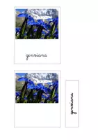 anteprima - Flashcard - Nomenclatura Montessori - Fiori di Montagna - Pagina 3