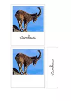 anteprima - Flashcard - Nomenclature Montessori - gli animali di montagna - Pagina di copertina