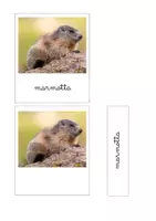 anteprima - Flashcard - Nomenclature Montessori - gli animali di montagna - Pagina 1