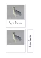 anteprima - Flashcard - Nomenclature Montessori - gli animali di montagna - Pagina 2