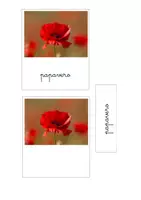 anteprima - Flashcard - Nomenclatura Montessori - i fiori di campo - Pagina 1