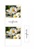 anteprima - Flashcard - Nomenclatura Montessori - i fiori di campo - Pagina 2