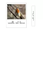 anteprima - Flashcard - Nomenclature Montessori - Gli uccelli del bosco - Pagina di copertina