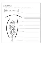 Vorschau - Arbeitsblätter - Die Vulva - Arbeitsblatt mit einer Abbildung zum Beschriften; Sexualkunde, Weibliches Geschlechtsorgan - Deckblatt