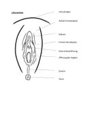Vorschau - Arbeitsblätter - Die Vulva - Arbeitsblatt mit einer Abbildung zum Beschriften; Sexualkunde, Weibliches Geschlechtsorgan - Seite 1