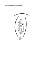 Vorschau - Arbeitsblätter - Die Vulva - Arbeitsblatt mit einer Abbildung zum Beschriften; Sexualkunde, Weibliches Geschlechtsorgan - Seite 2
