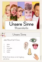 Vorschau - Merkblätter - Sinne Wissenskartei: Unsere Sinne & Sinnesorgane - Seite 2