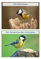 Vorschau - Stationenlernen - Kohlmeise - Wissenskarten - Seite 1