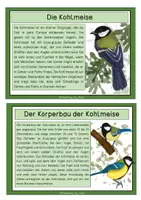 Vorschau - Stationenlernen - Kohlmeise - Wissenskarten - Seite 2