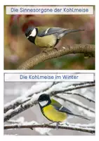 Vorschau - Stationenlernen - Kohlmeise - Wissenskarten - Seite 3