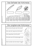 Vorschau - Arbeitsblätter - Forscherheft Kohlmeise - Seite 3