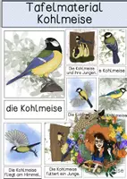 Vorschau - Präsentationen/Tafelbilder - Kohlmeise - Tafelmaterial - Deckblatt
