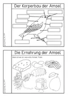 Vorschau - Arbeitsblätter - Amsel - Forscherheft - Seite 2