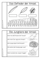 Vorschau - Arbeitsblätter - Amsel - Forscherheft - Seite 3