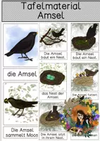 Vorschau - Präsentationen/Tafelbilder - Tafelmaterial Amsel - Deckblatt
