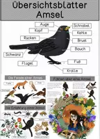 Vorschau - Arbeitsblätter - Amsel - Sammlung von Übersichtsblättern - Deckblatt