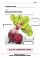 Vorschau - Arbeitsblätter - Rote Bete - Arbeitsblätter - Seite 3