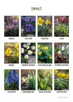 Vorschau - Präsentationen/Tafelbilder - Frühblüher Fotos 🪻🌱🌼 Tafelmaterial - Seite 1