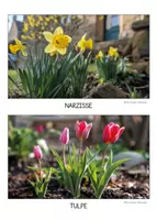 Vorschau - Präsentationen/Tafelbilder - Frühblüher Fotos 🪻🌱🌼 Tafelmaterial - Seite 3