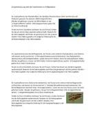 Vorschau - Arbeitsblätter - Trophiestufen im Fließgewässer - handlungsorientiert - Seite 2