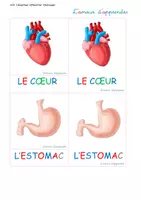 Aperçu - Apprentissages en autonomie - Corps humain - cartes de classement - les organes - MAJ - Page 3