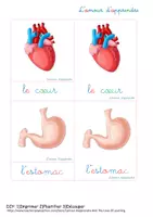 Aperçu - Apprentissages en autonomie - Corps humain - cartes de classement - les organes - attaché - Page 3