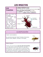 Vista previa - Hojas de trabajo - LOS INSECTOS - página 2