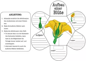 Vorschau - Arbeitsblätter - Aufbau einer Blüte Arbeitsblatt Klasse 5–7 – Blütenaufbau einfach erklärt (Biologie, mit Lösungen) - Seite 2