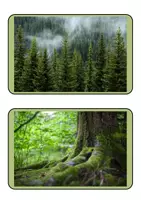 Vorschau - Poster - Tafelkarten - Bilder - Das Ökosystem Wald - Deckblatt