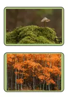 Vorschau - Poster - Tafelkarten - Bilder - Das Ökosystem Wald - Seite 1