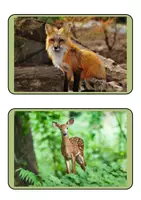 Vorschau - Poster - Tafelkarten - Bilder - Das Ökosystem Wald - Seite 3