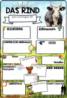 Vorschau - Mal- und Bastelvorlagen - Rind Steckbrief | Nutztiere - Säugetiere Projekt - Seite 3