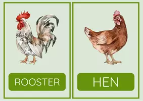 Vorschau - Bildkarten - Flashcards Farm - English - Seite 2