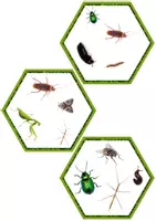 Aperçu - Jeux - Jeu Twin Trouble Bugs and Insects Set 1 en ANGLAIS - Game Twin Trouble Bugs and Insects Set 1 - Page 3