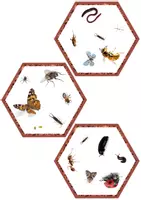 Aperçu - Jeux - Jeu Twin Trouble Bugs and Insects Set 2 en ANGLAIS - Game Twin Trouble Bugs and Insects set 2 - Page 3
