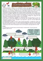 Vorschau - Arbeitsblätter - Ökosystem Wald - Wasserkreislauf differenziert mit Lösung (Klasse 5/6/7) - Deckblatt