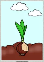 Vorschau - Präsentationen/Tafelbilder - Die Tulpe | Tafelmaterial | das Tulpenjahr - Seite 3