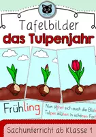 Vorschau - Präsentationen/Tafelbilder - Die Tulpe | Tafelmaterial | das Tulpenjahr - Deckblatt