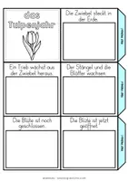 Vorschau - Mal- und Bastelvorlagen - Leporello Tulpenjahr | Bastelvorlage - Seite 1