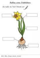 Vorschau - Arbeitsblätter - Arbeitsblätter Aufbau eines Frühblühers - 2-fach differenziert - Seite 2