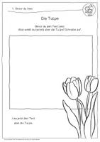 Vorschau - Arbeitsblätter - Lesetraining/Leseförderung - Die Tulpe (Klasse 2) - Seite 3