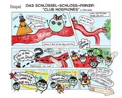 Vorschau - Arbeitsblätter - Schlüssel-Schloss-Modell am Beispiel der Hormone mit Beispiel-Comic - Seite 2