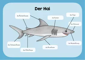 Vorschau - Poster - Hai Lernplakat - Deckblatt