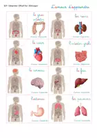 Aperçu - Apprentissages en autonomie - Corps humain - emplacement les organes - attaché - Page 3